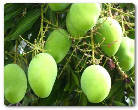 Maharashtra state tree, Mango, Mangifera indica